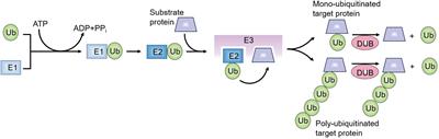 Mechanism study of ubiquitination in T cell development and autoimmune disease